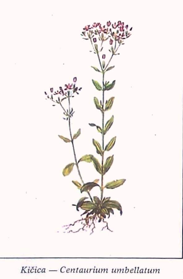 Erythrae centaurum